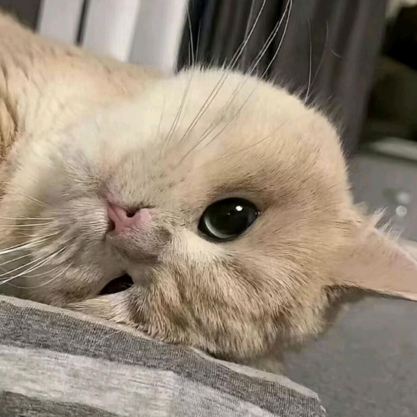 槑槑头像