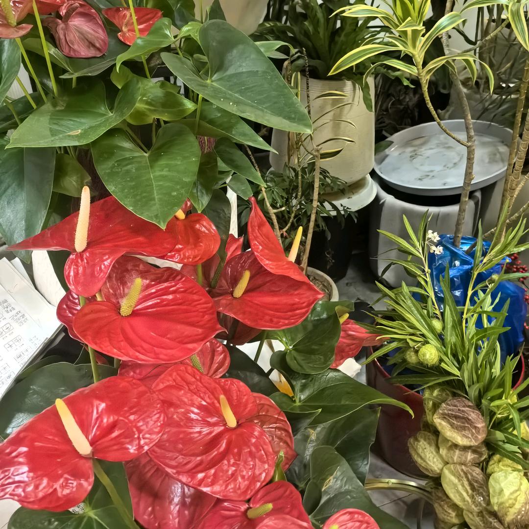 海宁专做租房卖房