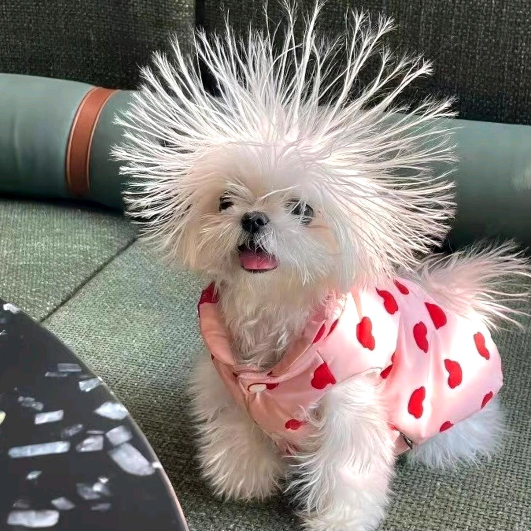 烟粉小狗纸🐩