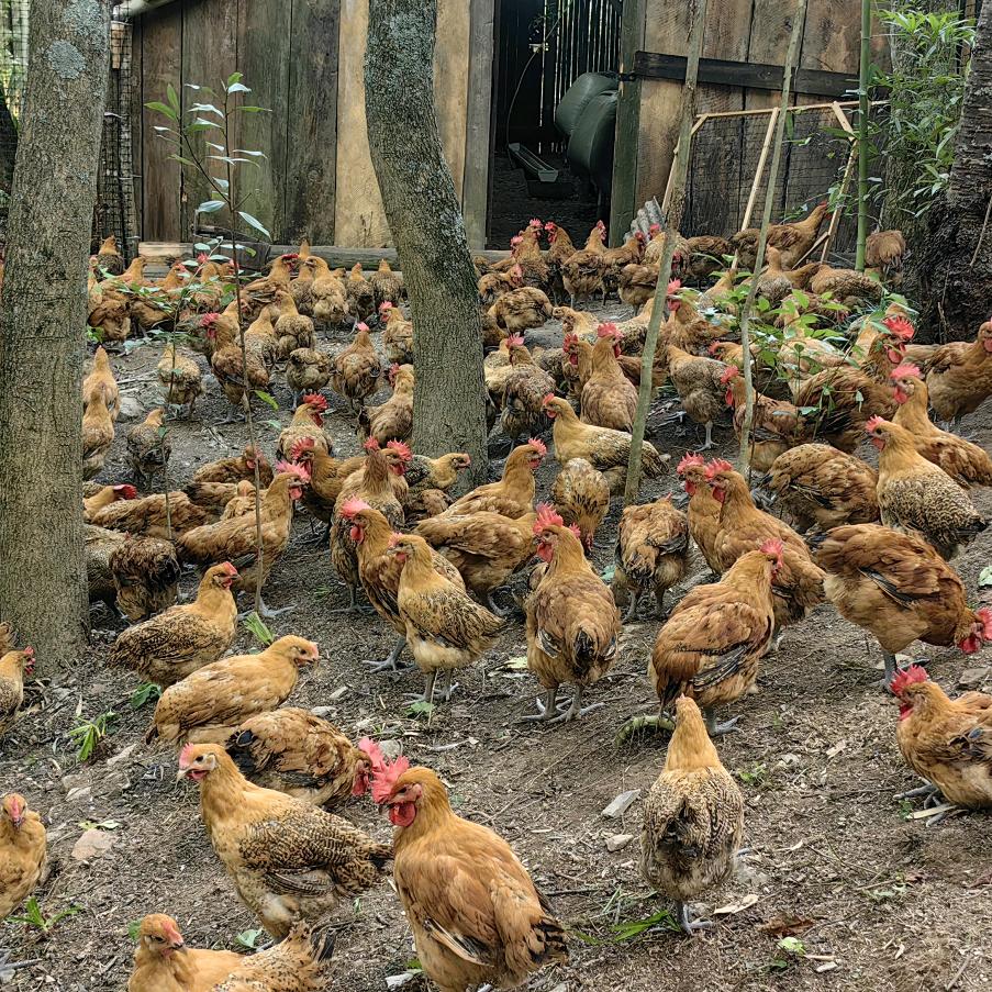建始县田园逸趣养殖家庭农场（个体工商户）