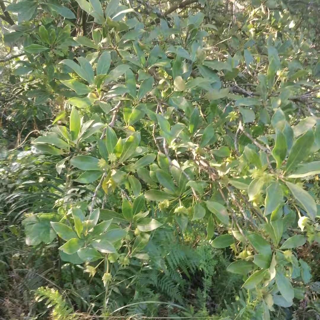 老丘     贺州唱山歌