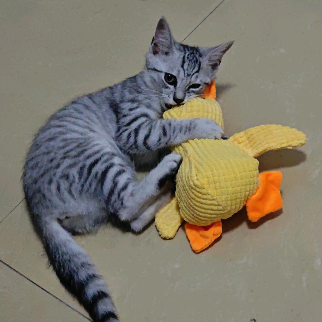 叮叮猫