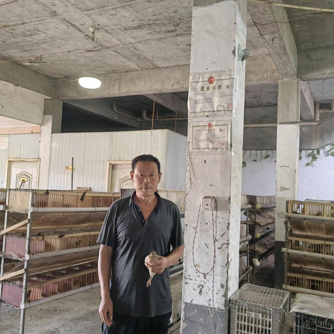 涡北孵化斗鹌鹑基地