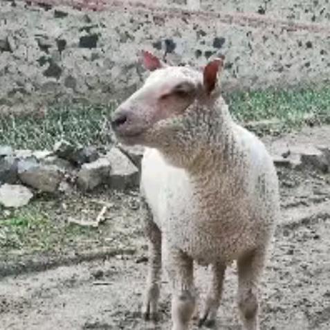 夏洛莱羊养殖