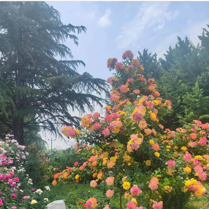 俊俊