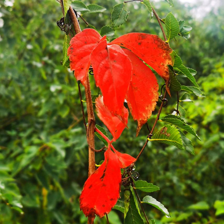 余生只想一起走