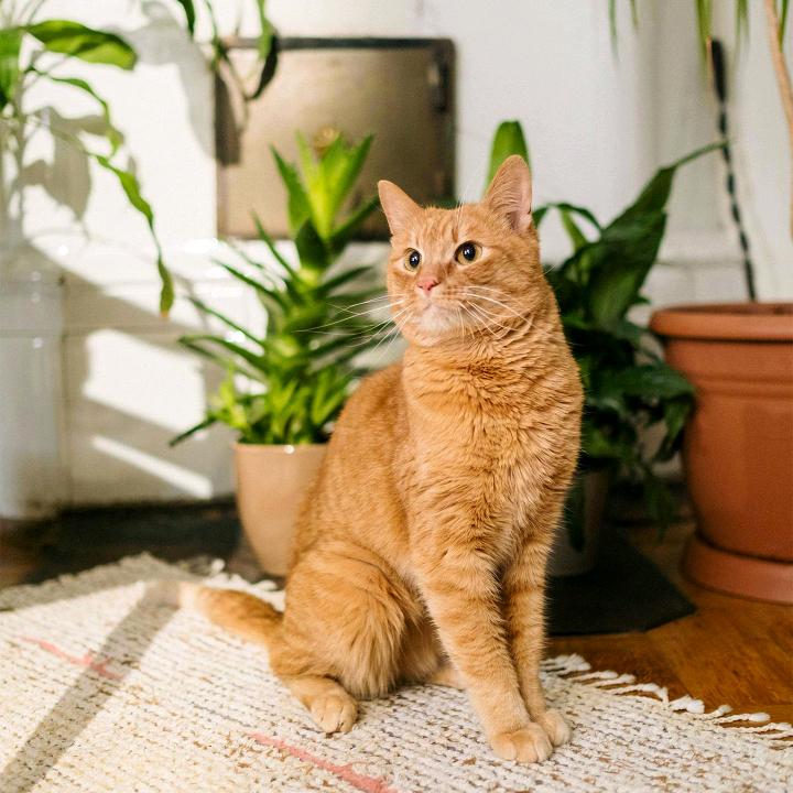 春暖花开