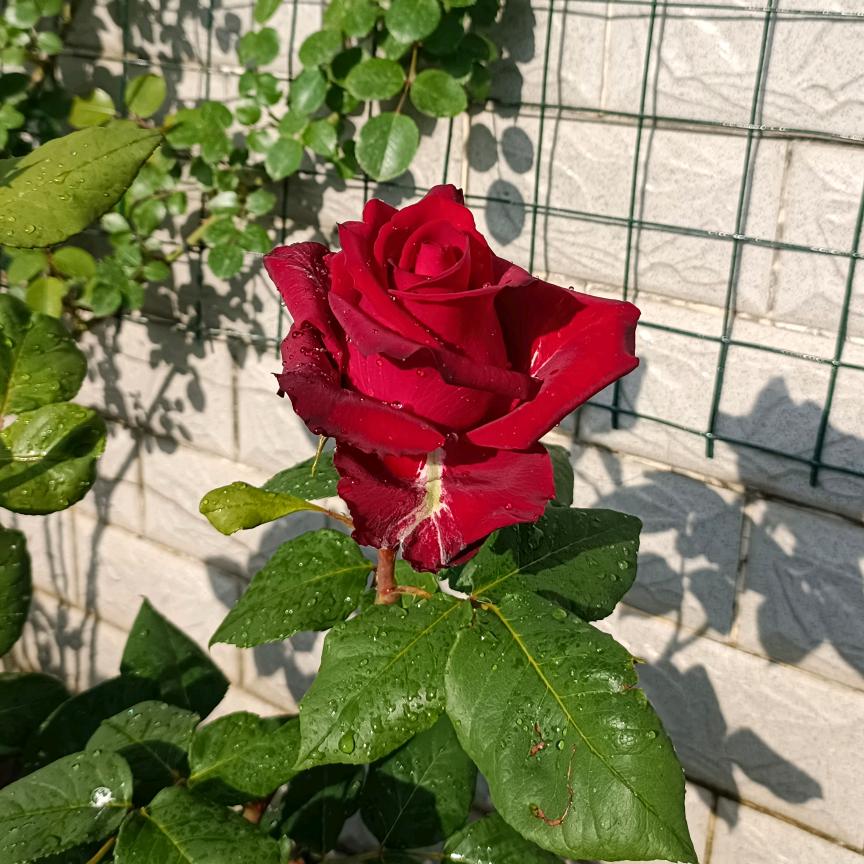 太阳花