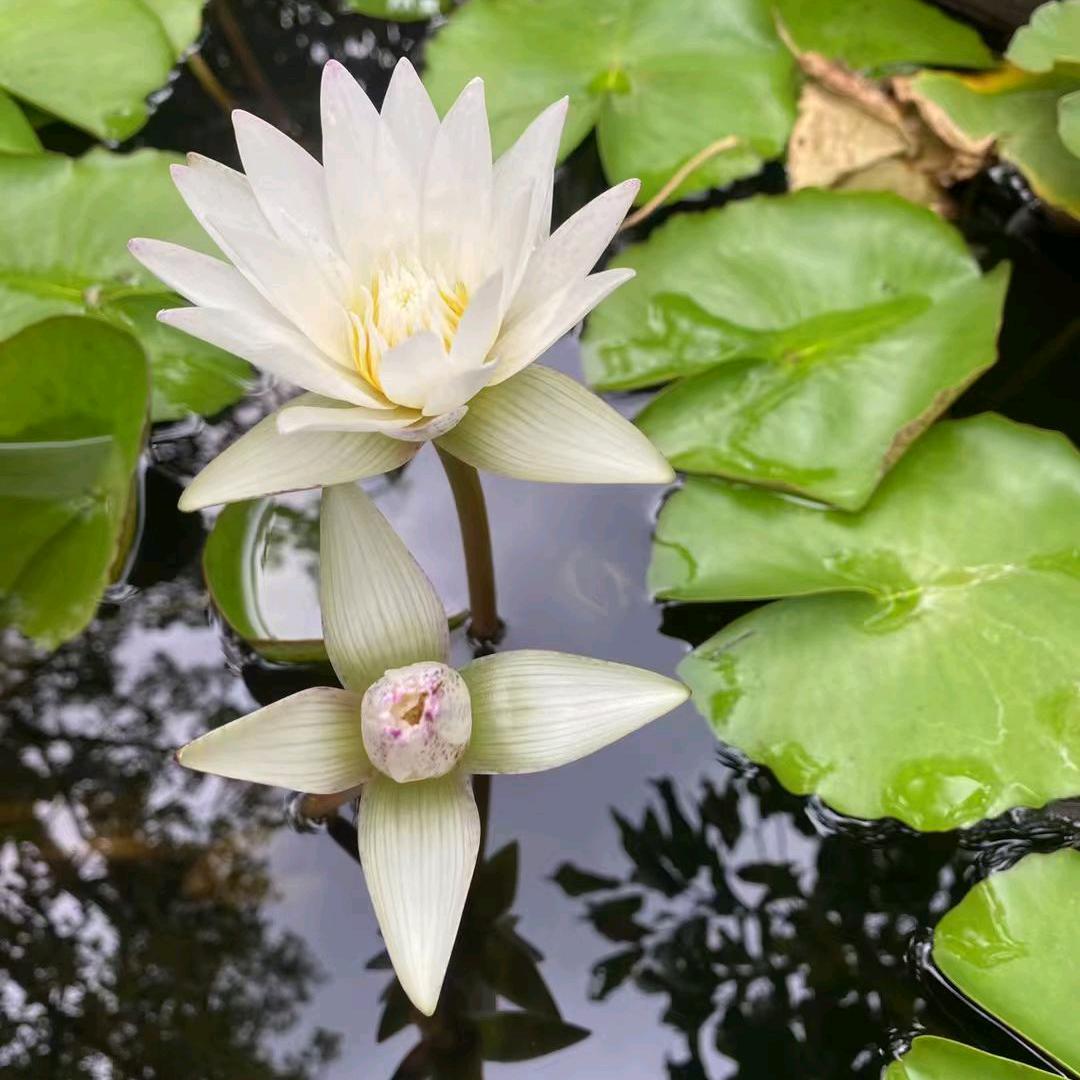 悲