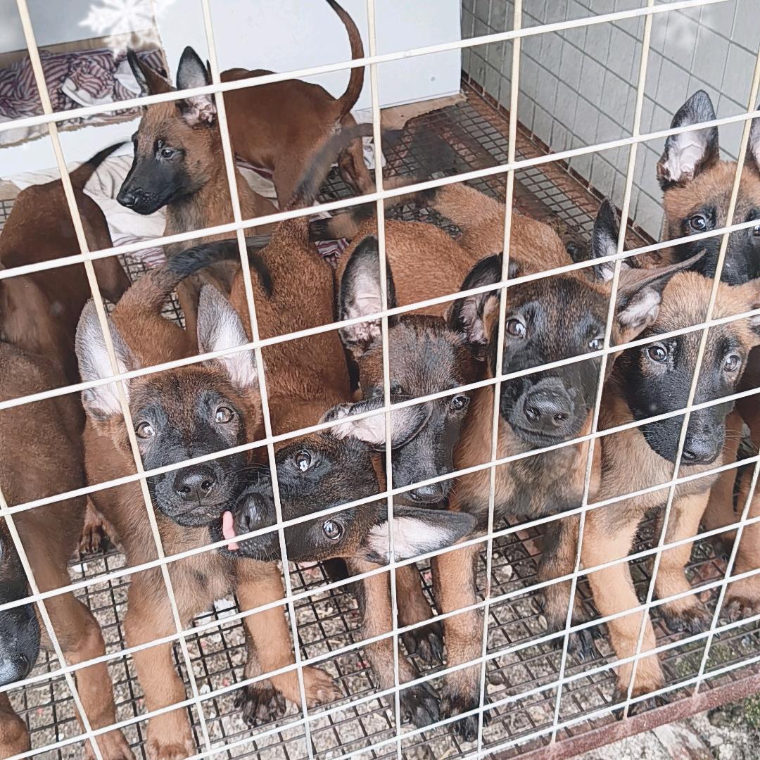 毅艳犬业