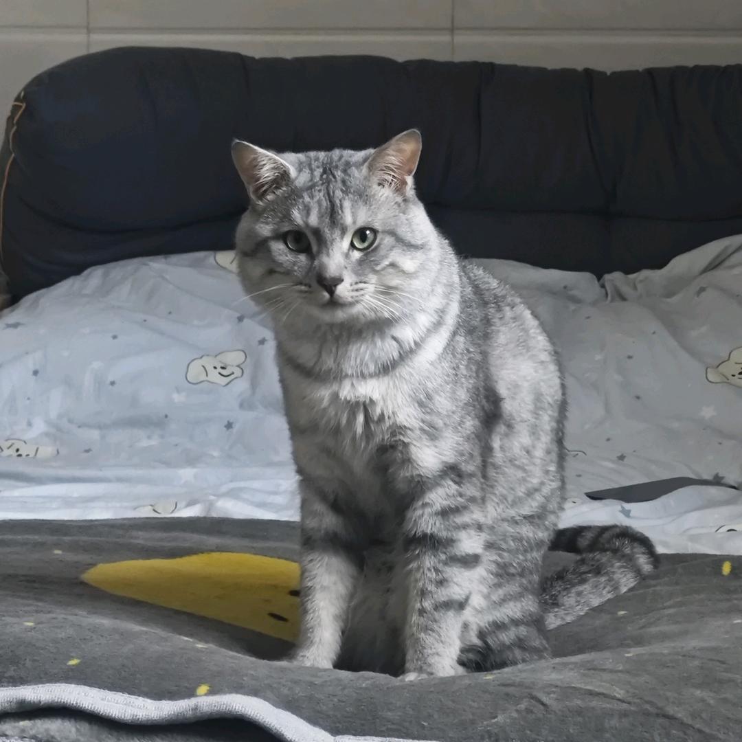高兴是只猫