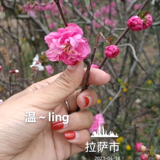 ～～ ling玲