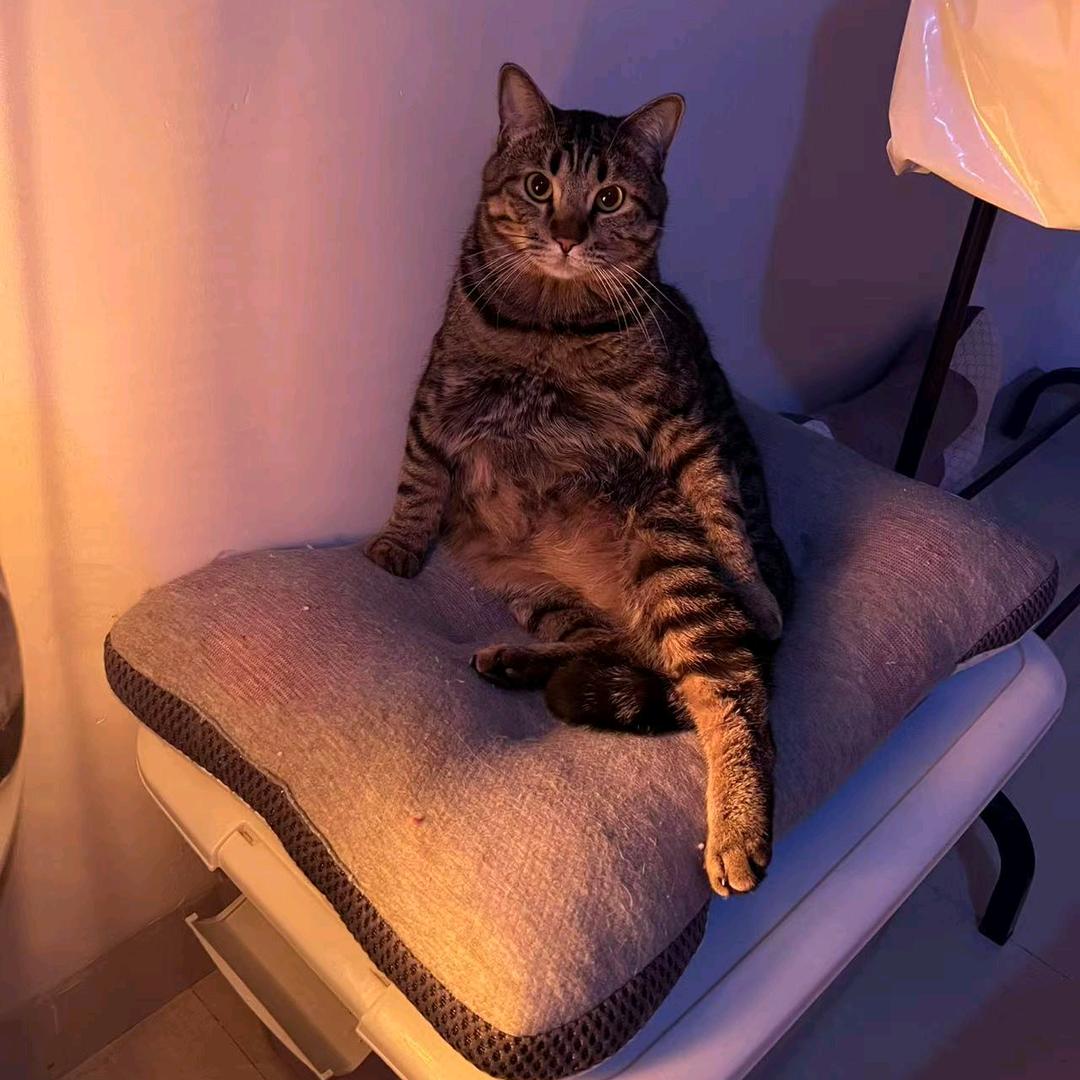 嘿🧋Hey Siri.  Shan