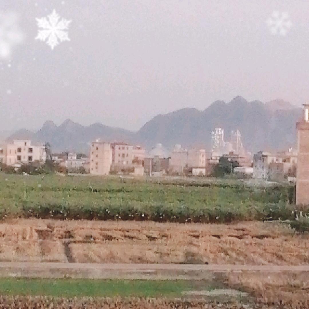 诚信经营大中小猪