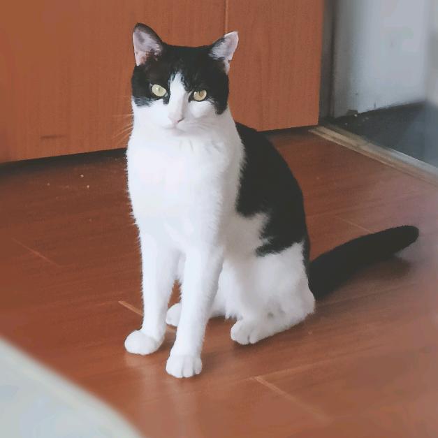 妞妞是只帅喵喵