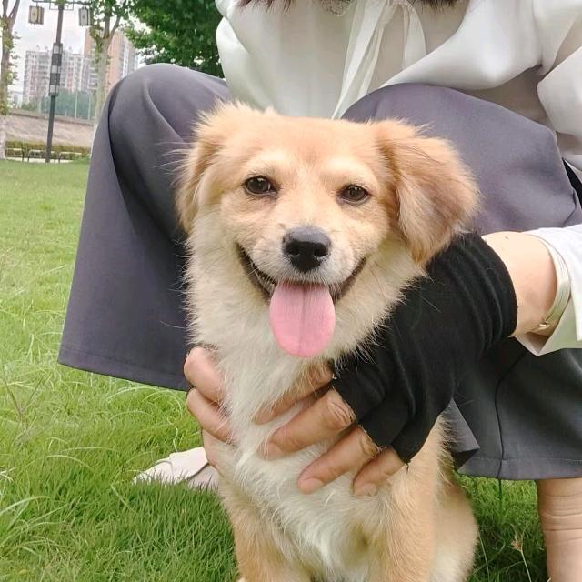 家有旺柴