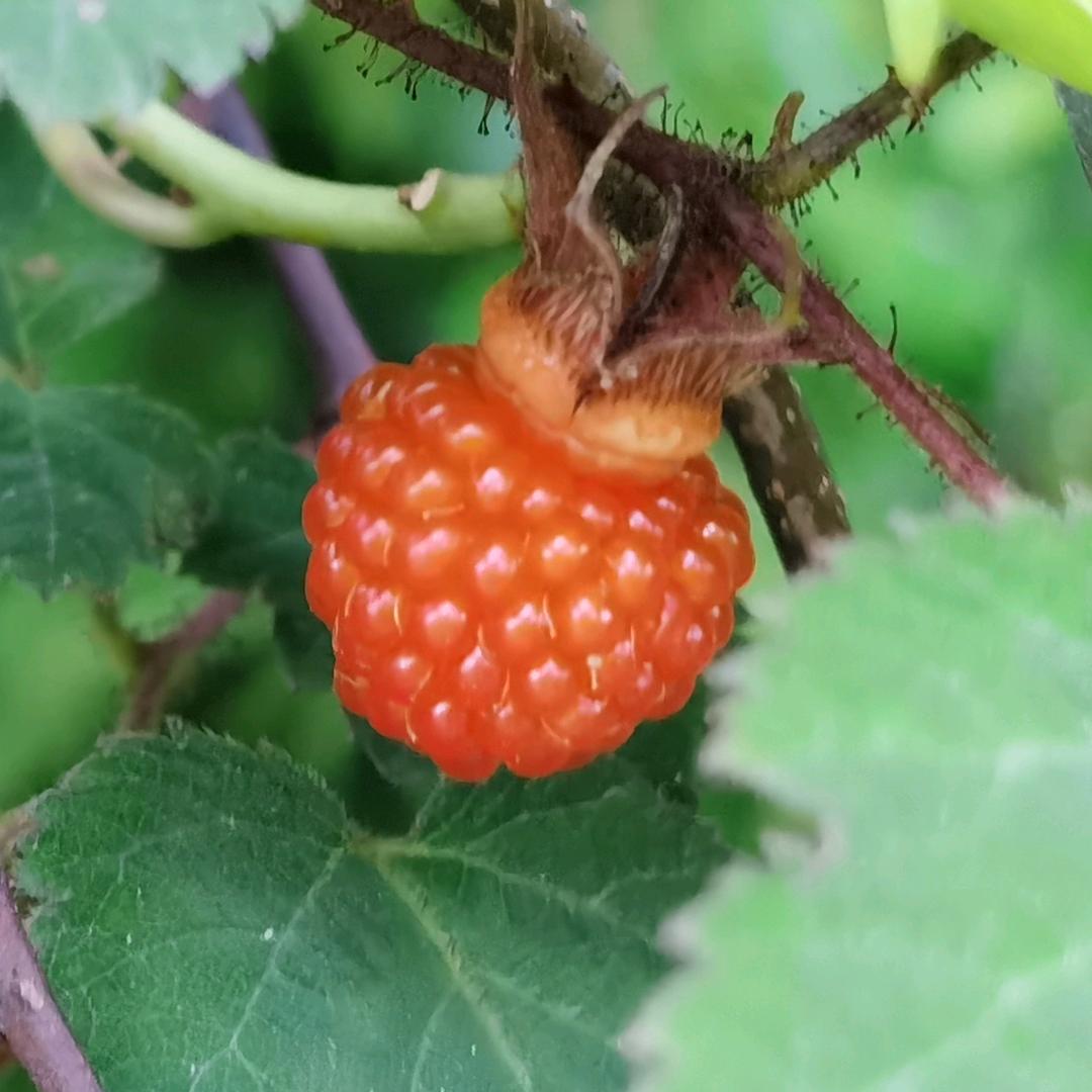 牛姐自驾游