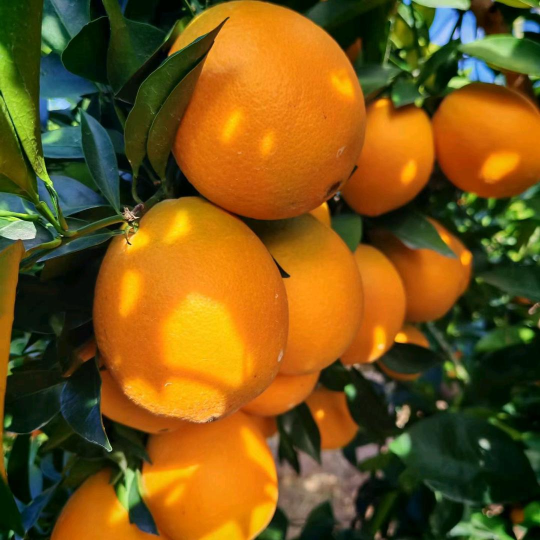 英姐甄水果  赣南脐橙