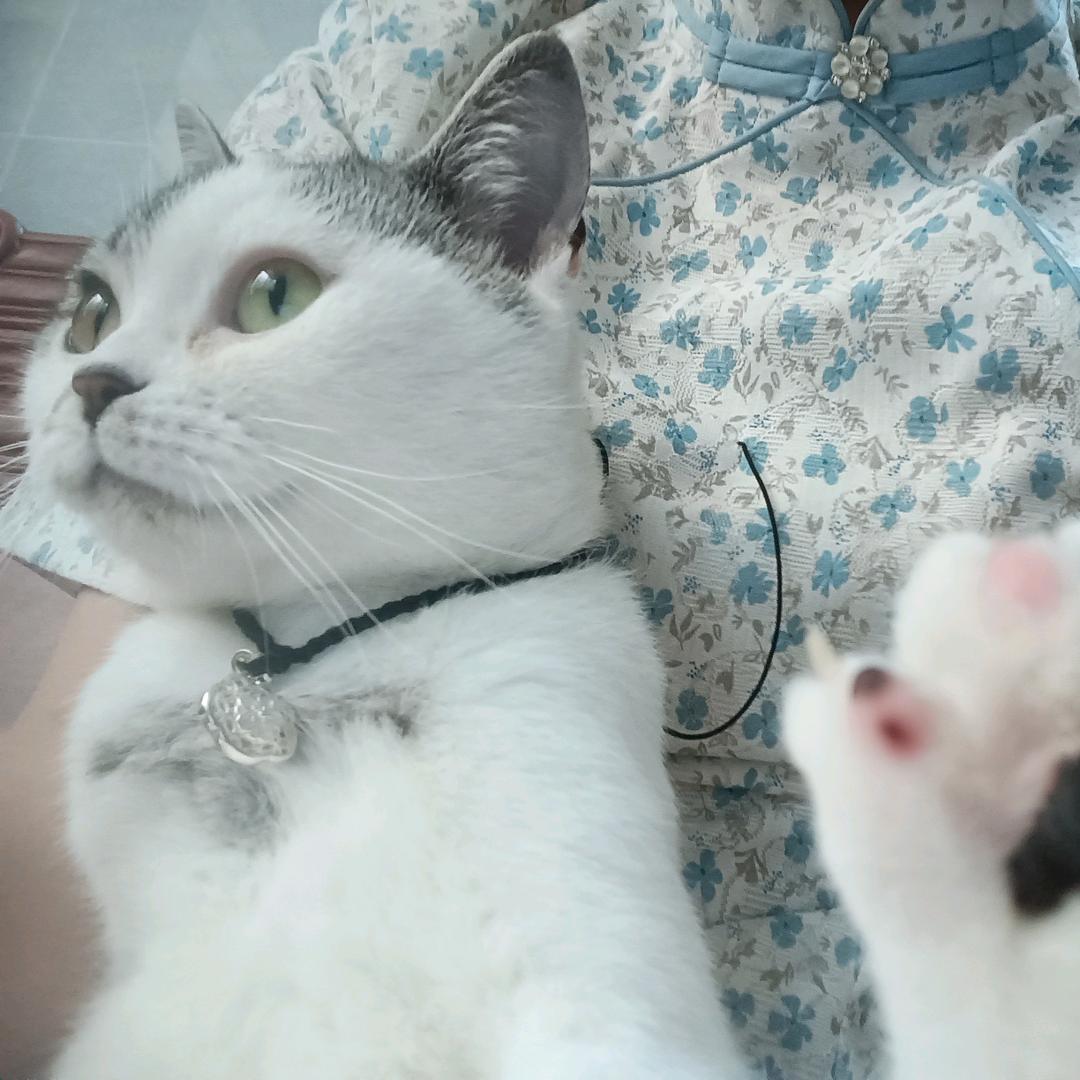 猫猫球