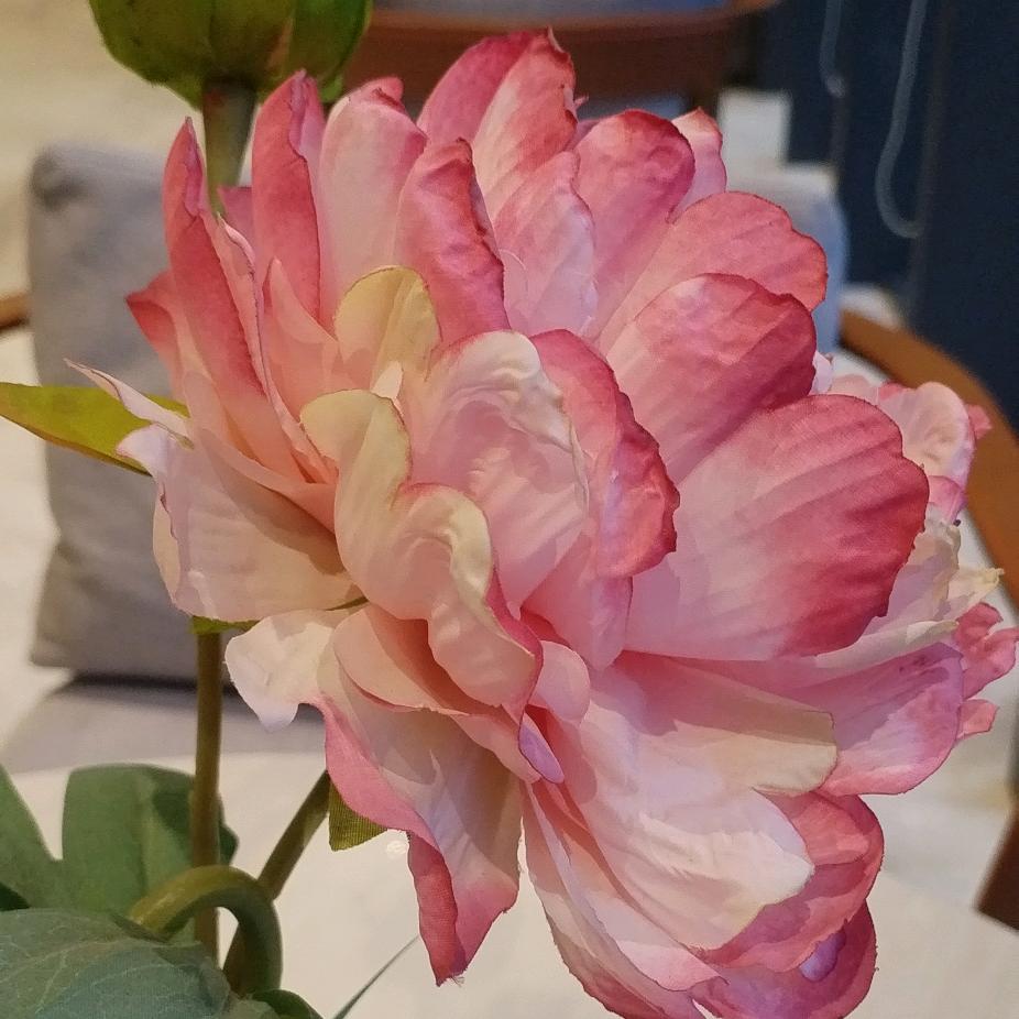 丽颖奶茶