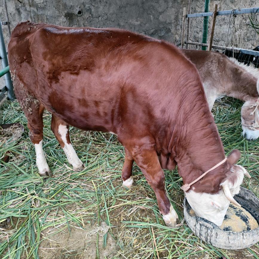 攀技花市渔门镇何四哥