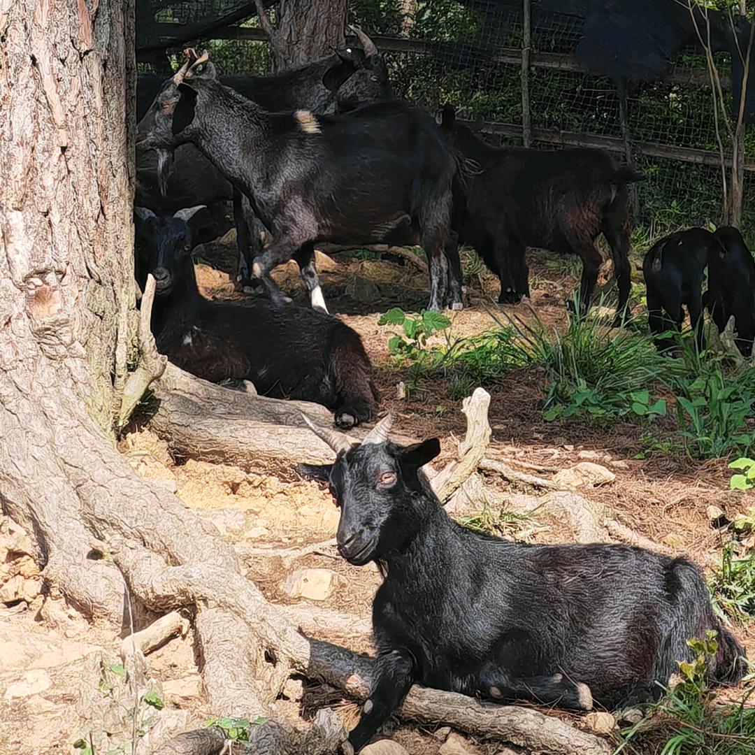 黑山羊咕咕