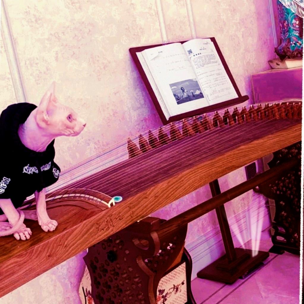 甄妮～弗（☕bj）