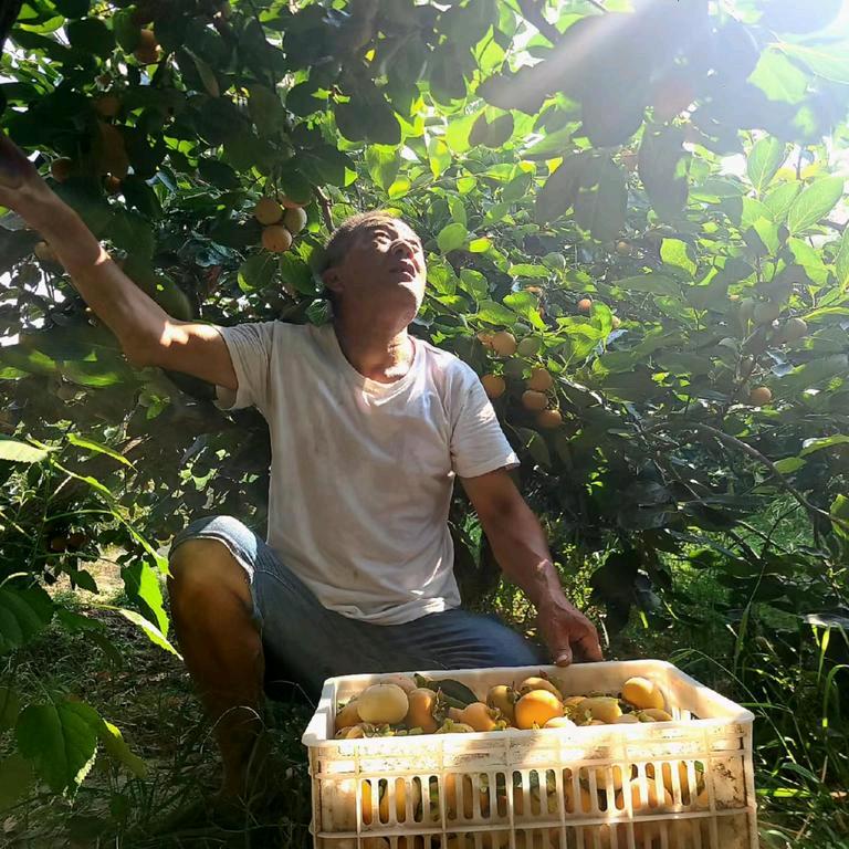 大荔老匠人·王叔（专做富平柿饼）