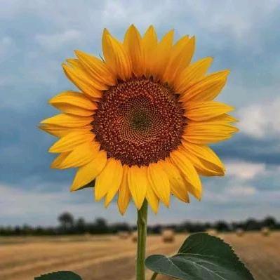 星冠[呆家🧡直播号]