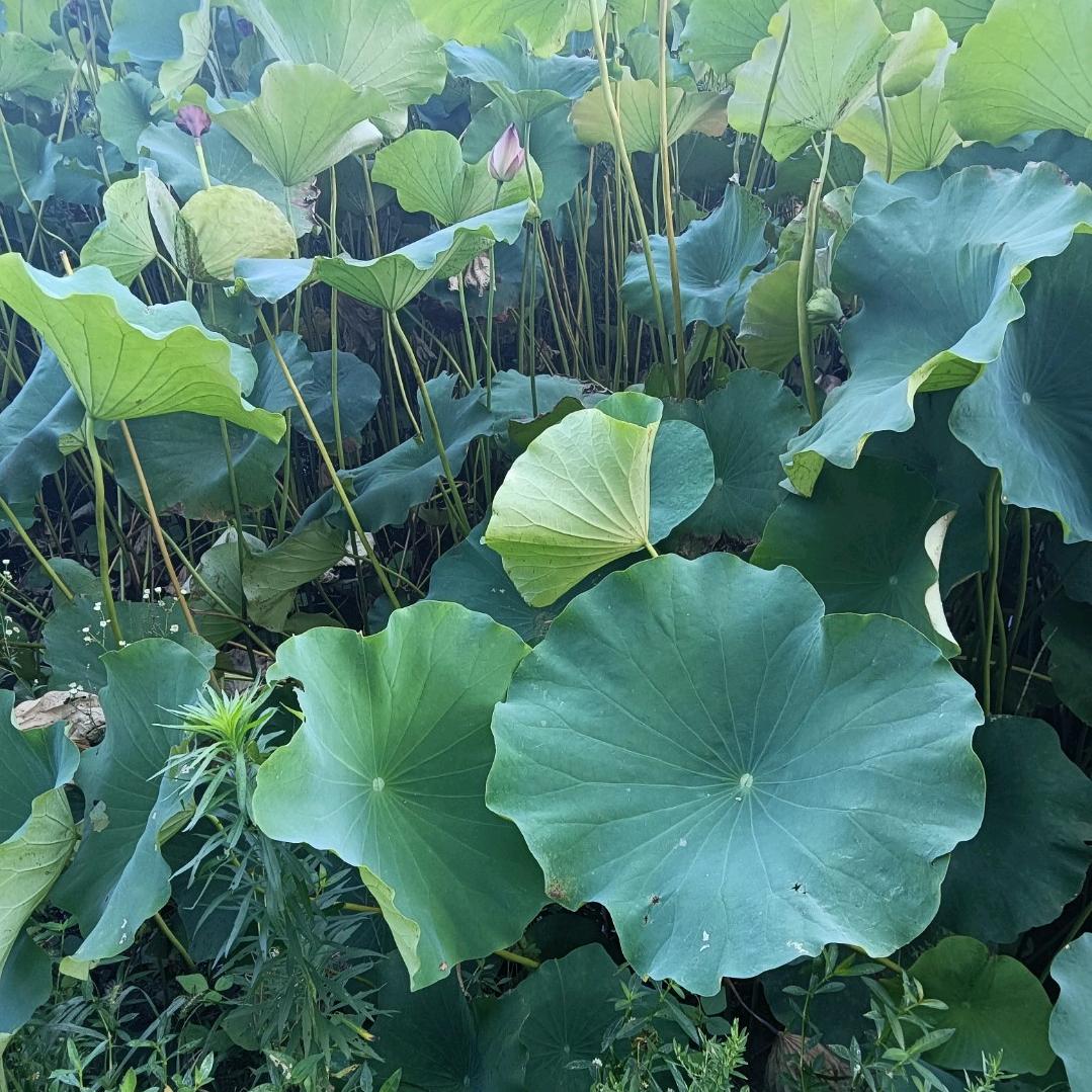 卢群山专注土牛肉