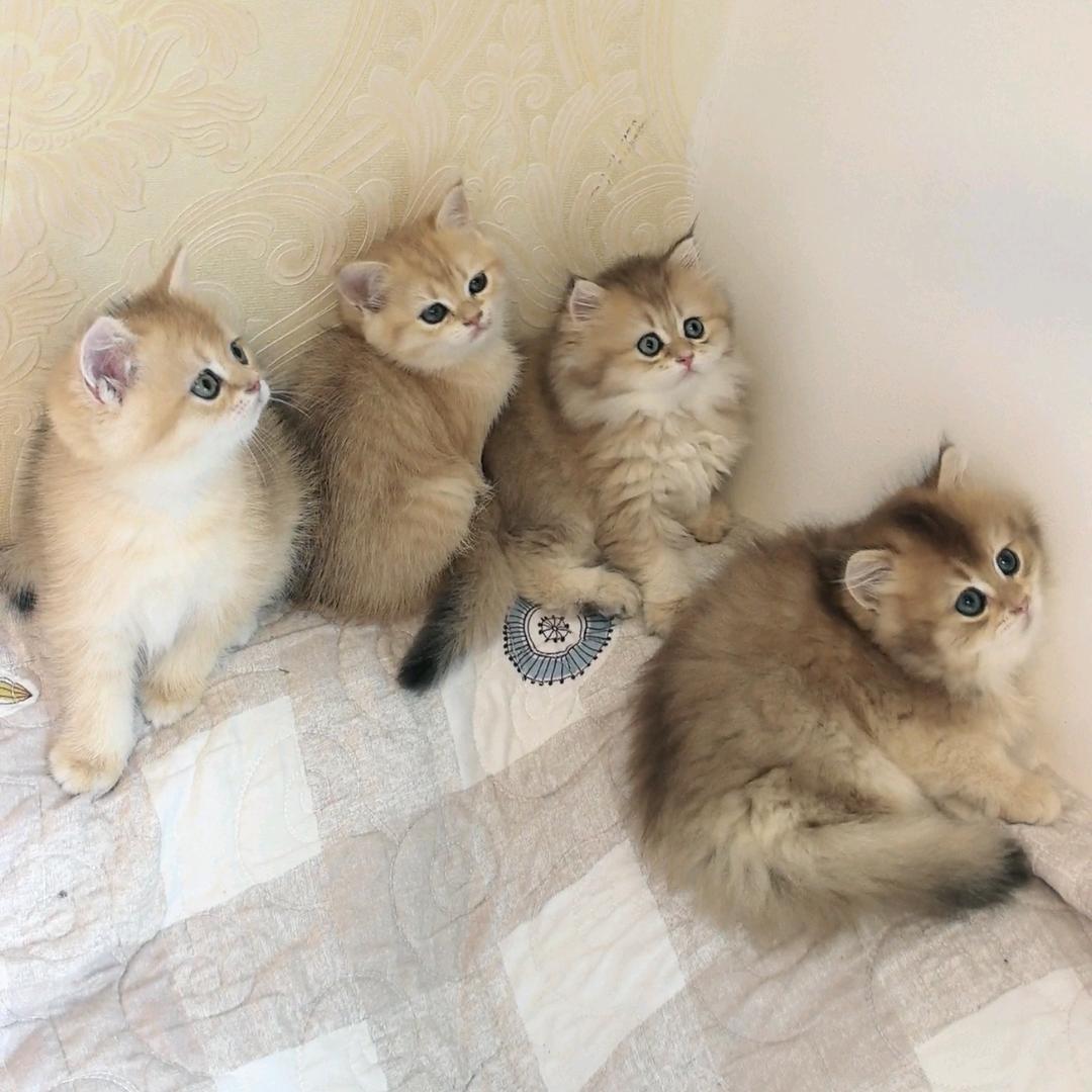 小刘养猫记