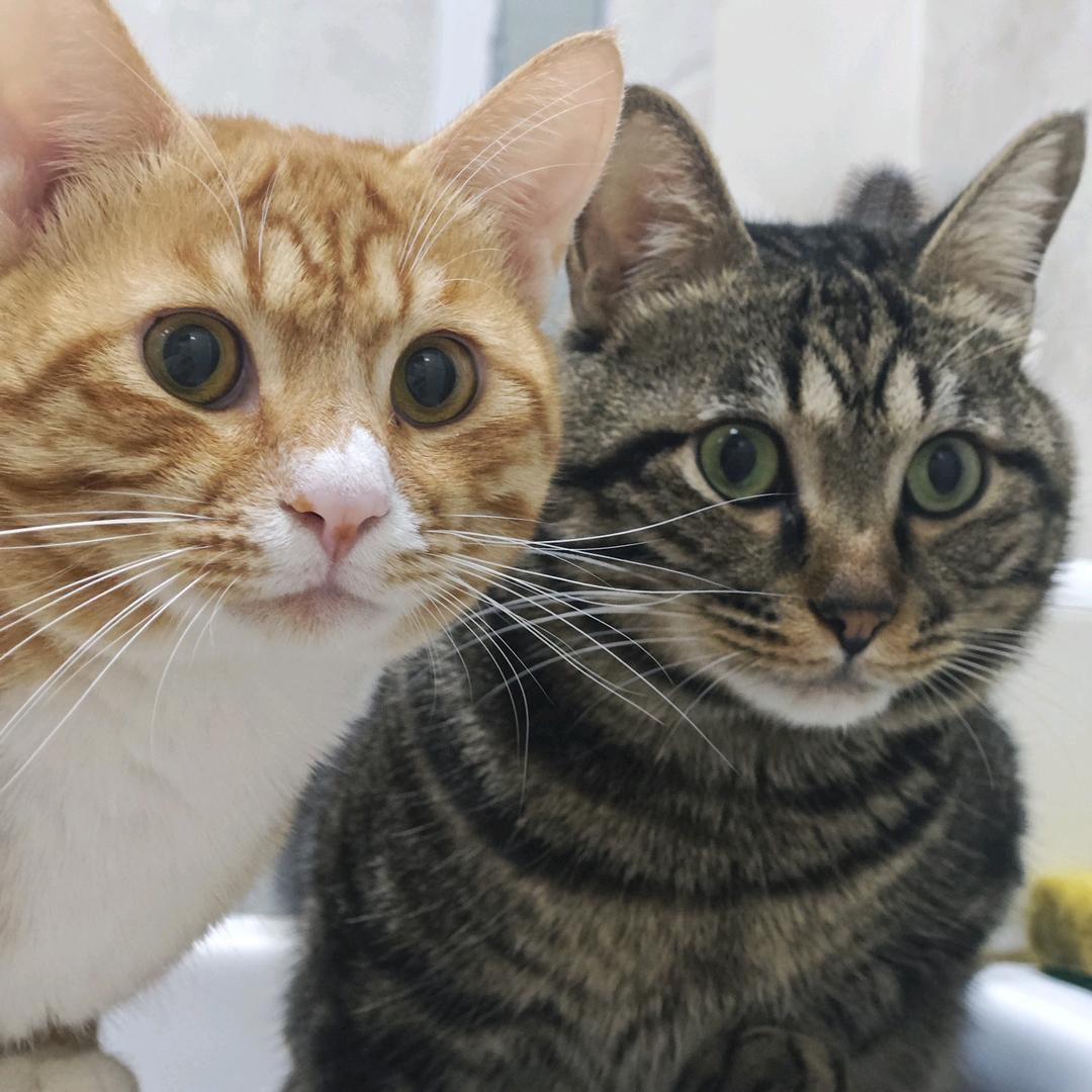 徽姑娘（请勿连鑽）