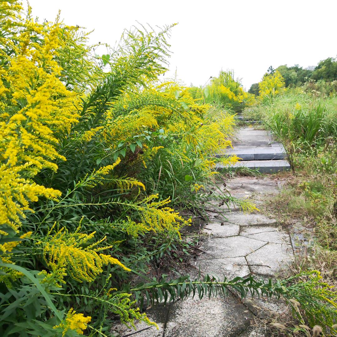 椰子🥥姑娘漂流记