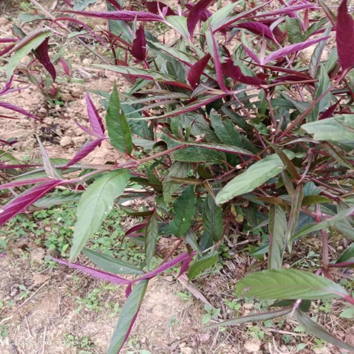 受了一辈子的委屈