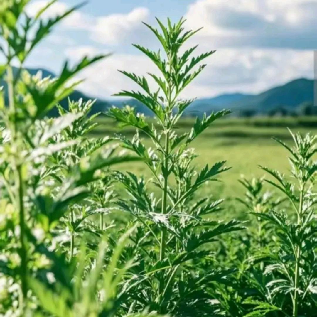蜗艾蜗家艾公馆店