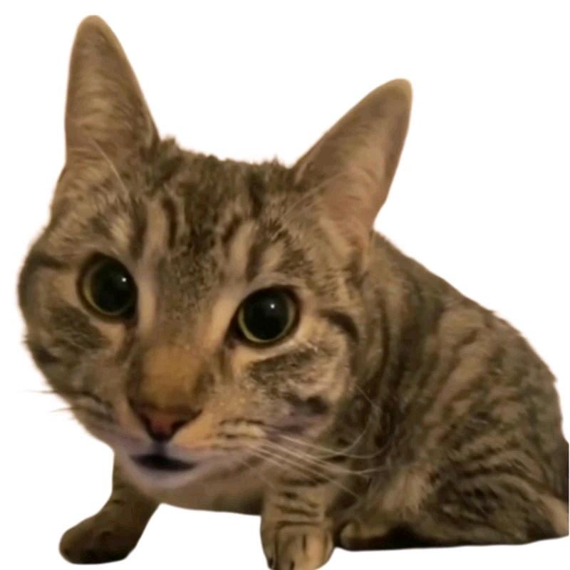 蛤