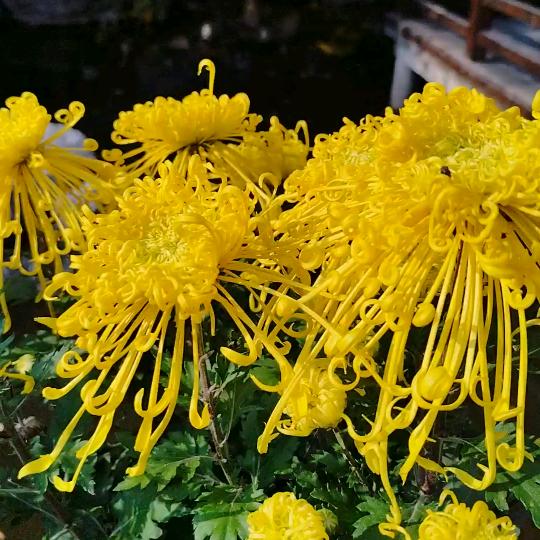 芳(拒私聊)