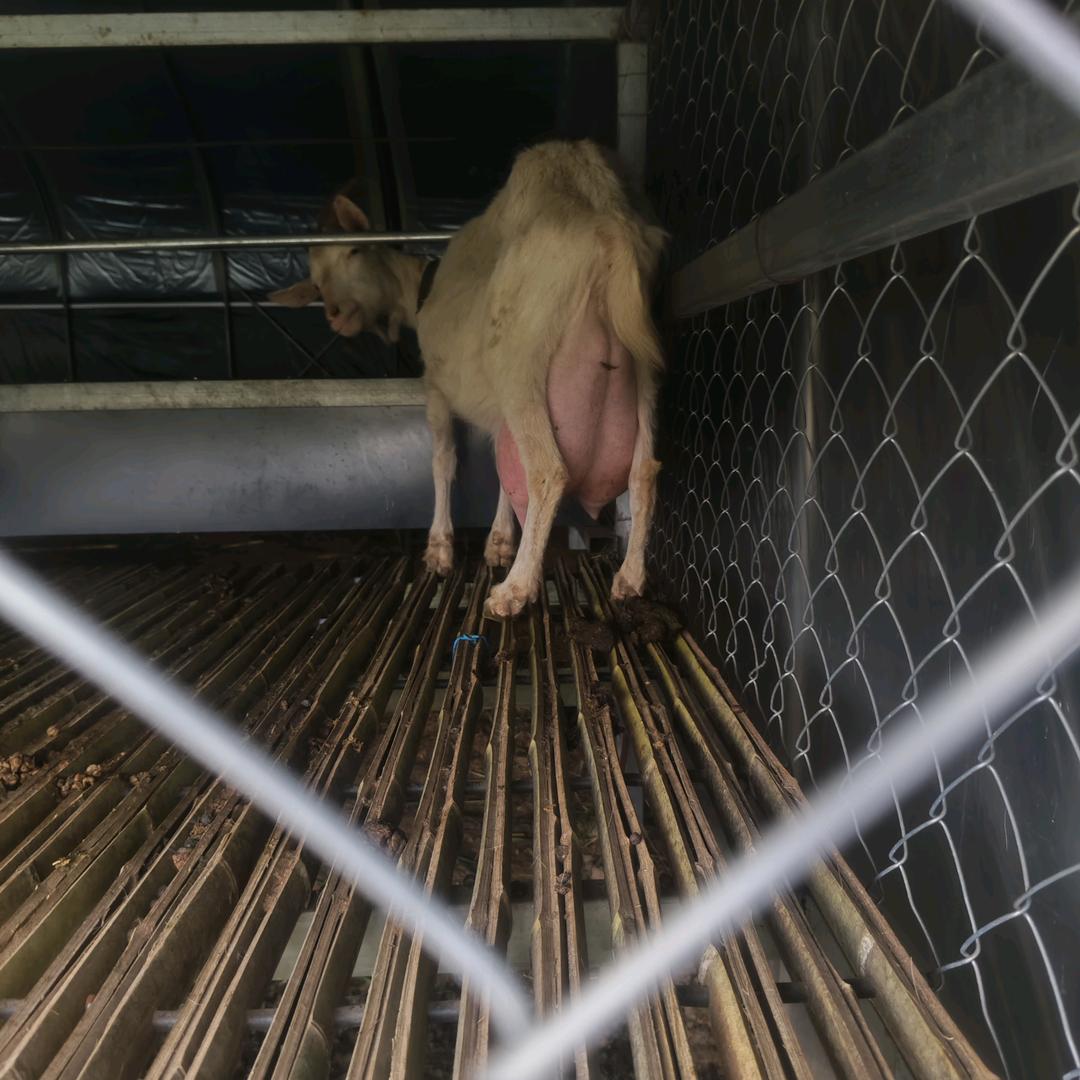 奶山羊养殖