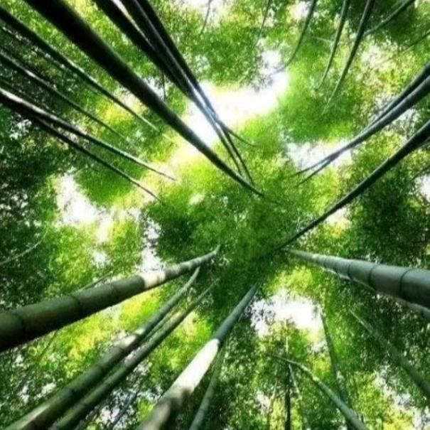 网事已随风