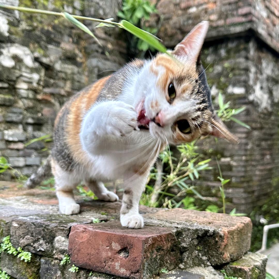 炸面面