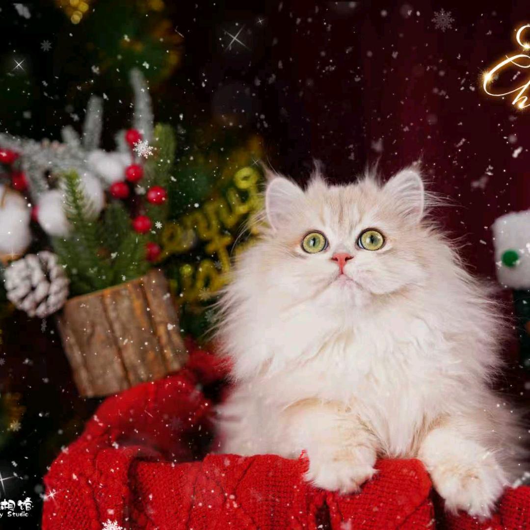 婼雪家的喵喵猫