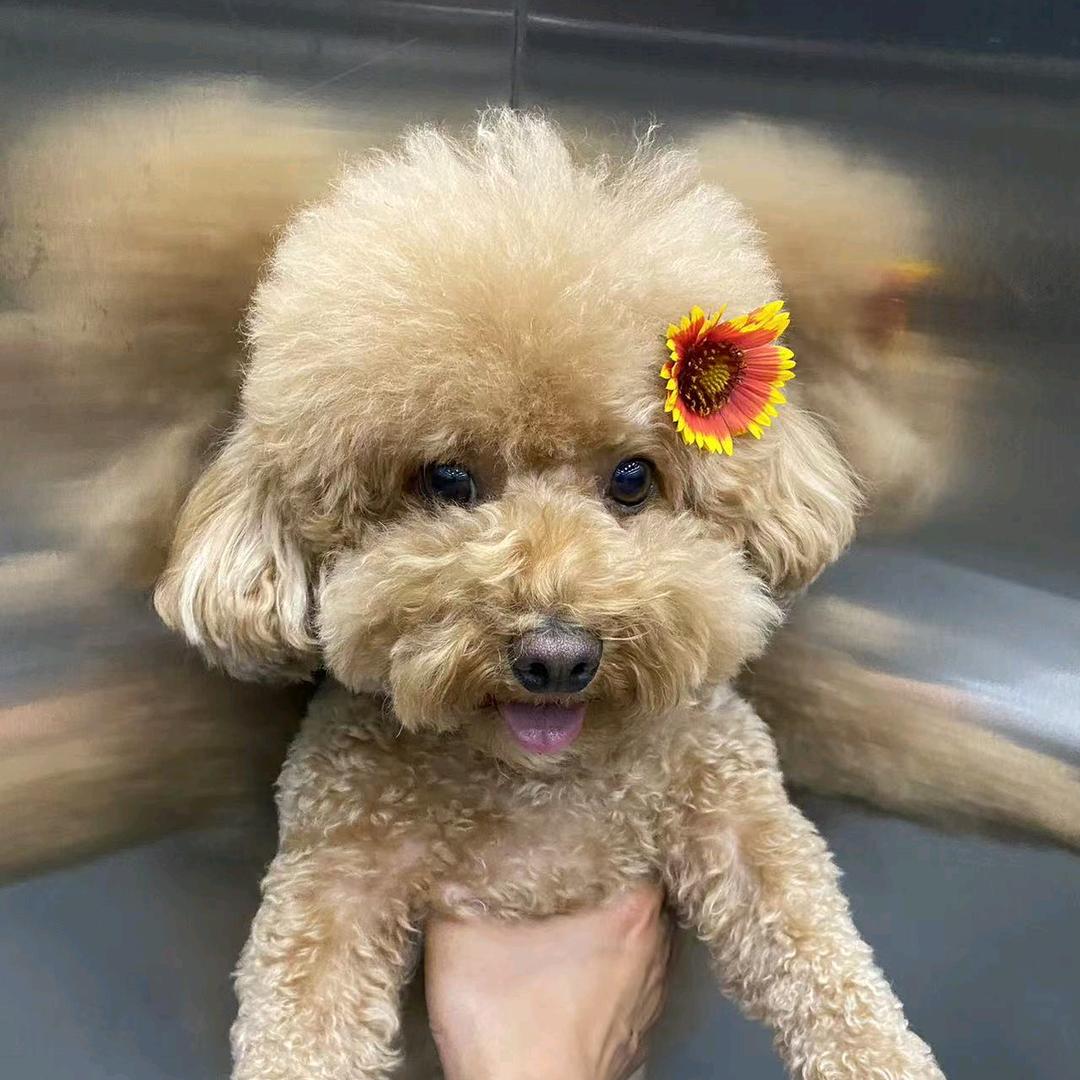 山竹山竹周山竹。