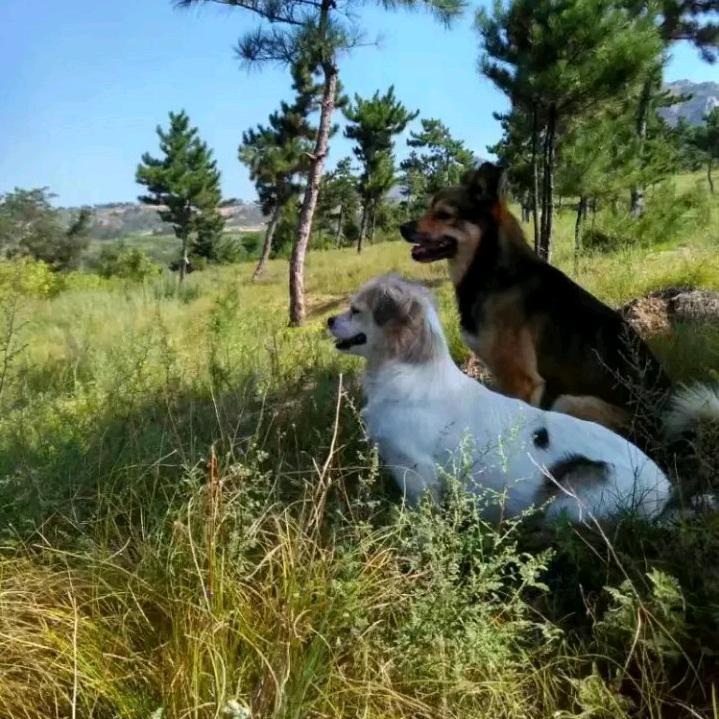 张十五是我家二公主