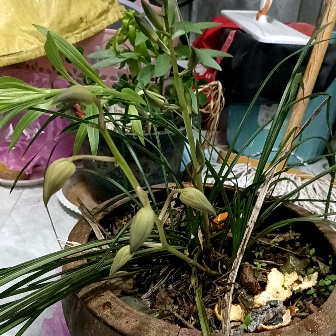 清风与鹿