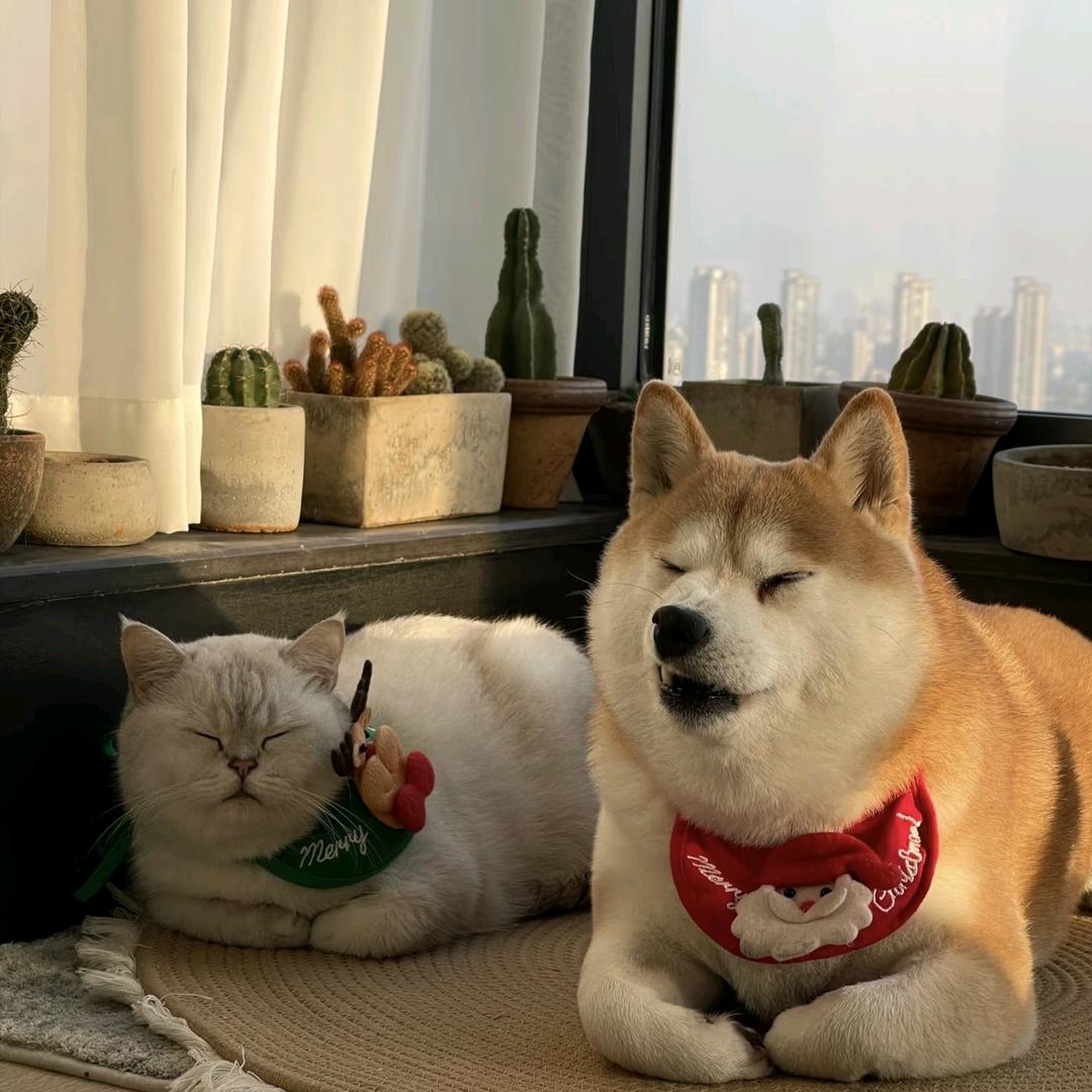 wo7怪