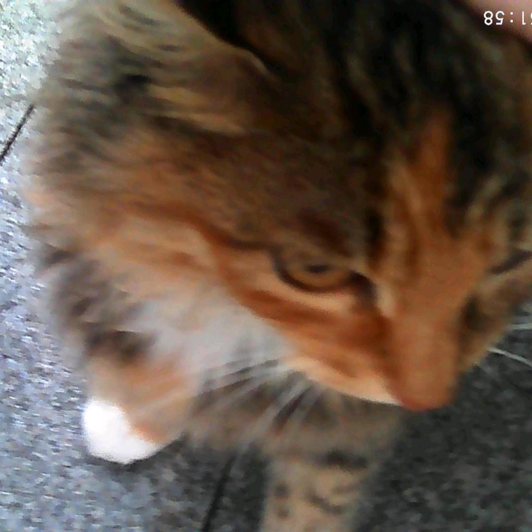 卡塔赫纳进口灌肠器