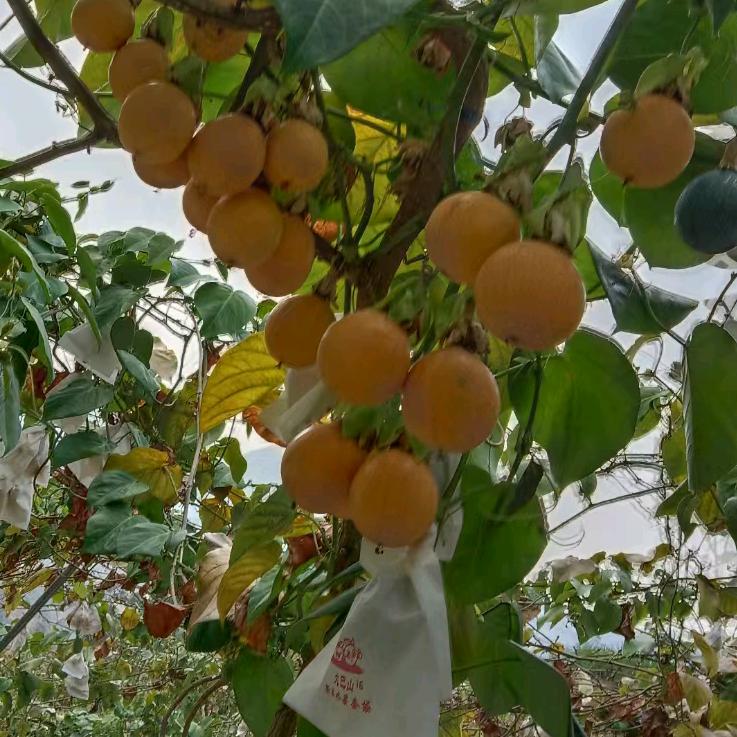 金荟缘果业