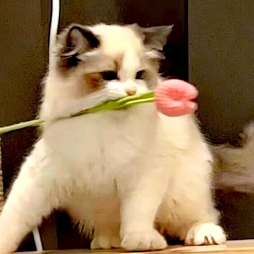 🌸采花大盗🌸