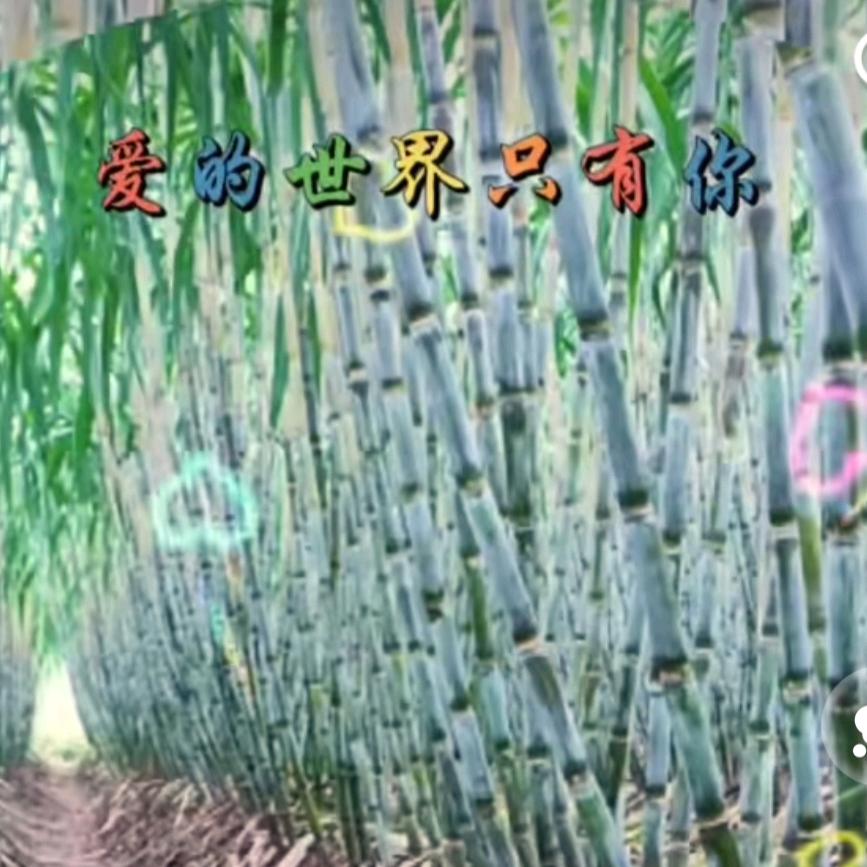 随缘阿刚