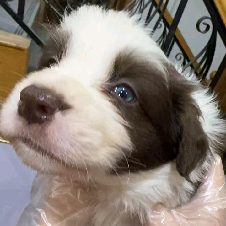 瑞森犬舍（异色边牧繁育）